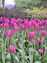 Best time for tulips 