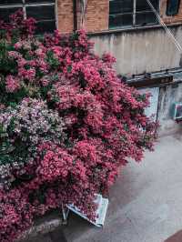 去紫薇瀑布下淋一場花雨🌸