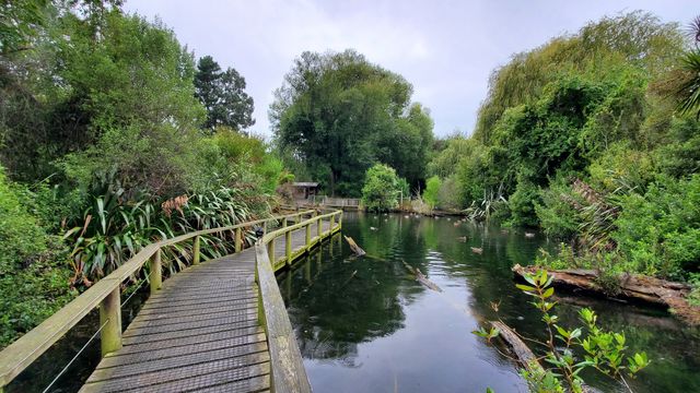 New Zealand's national treasure, the Kiwi bird.