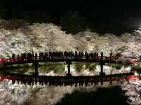 Recommend two Japanese cherry blossom viewing spots.