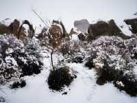 The strange rocks are the main characters, the weird trees are just embellishments, and the Joshua Tree National Park is covered in heavy snow.