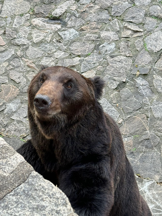 兒時聖地上海動物園裡有什麼?