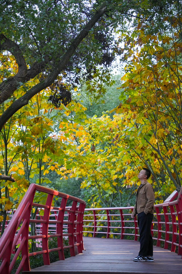 我說這裡是岳陽最美公園，應該沒人反駁吧