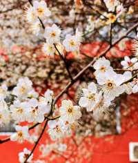 說三遍:不是林陽寺，不是林陽寺，不是林陽寺