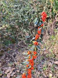 紅水杉