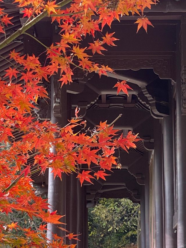 杭州旅遊|西湖的晚秋屬於虎跑公園