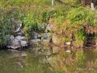 小寒節氣西山公園賞蠟梅