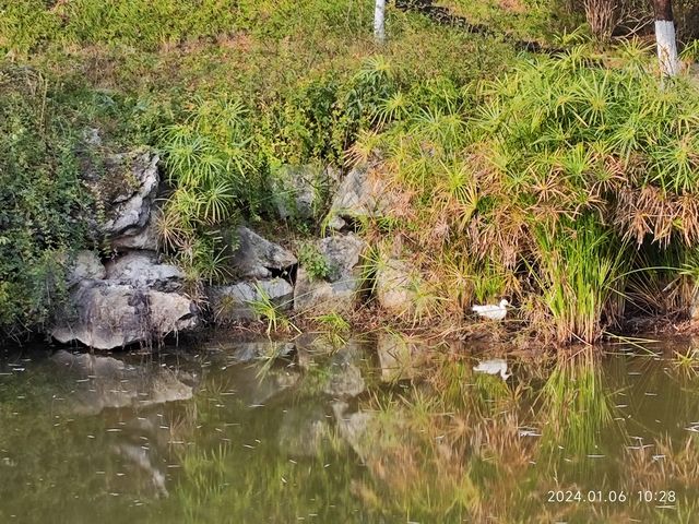 小寒節氣西山公園賞蠟梅