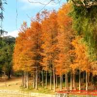 ✨深圳蓮花山公園~美如冬日油畫落羽杉✨