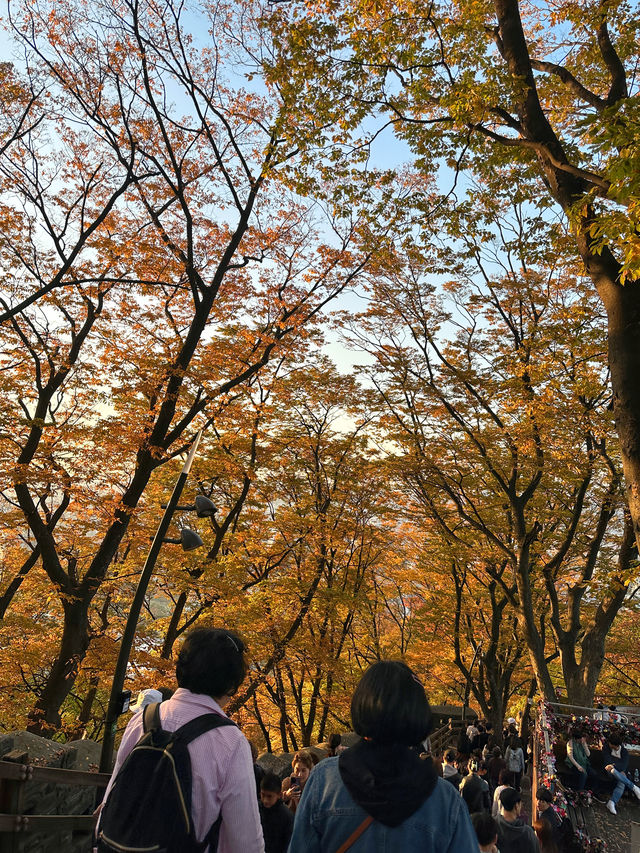 韓國首爾賞秋好去處-城市裡的南山公園