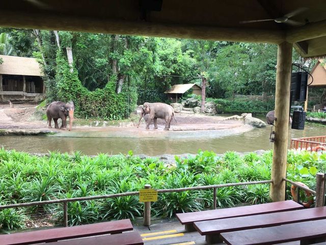 新加坡-新加坡動物園