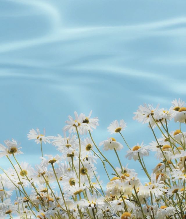 個大濱菊花海|沒有它怎麼能叫過夏天