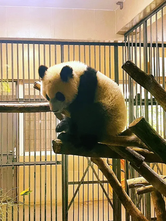 How can you not go to the Chengdu Giant Panda Breeding Research Base to see the cute giant pandas when you come to Chengdu