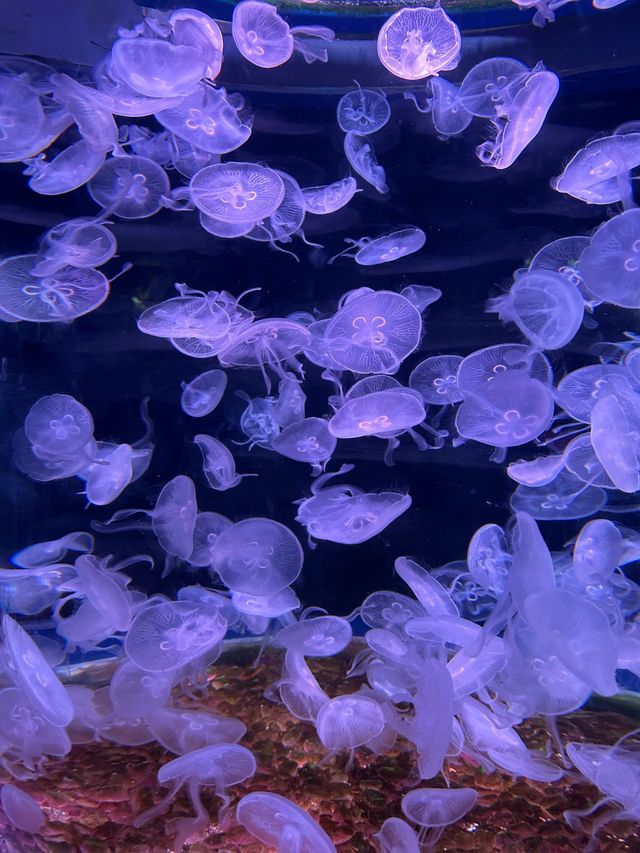 深圳海洋館!!超好拍三個區域遊玩:夢幻水母繽紛珊瑚