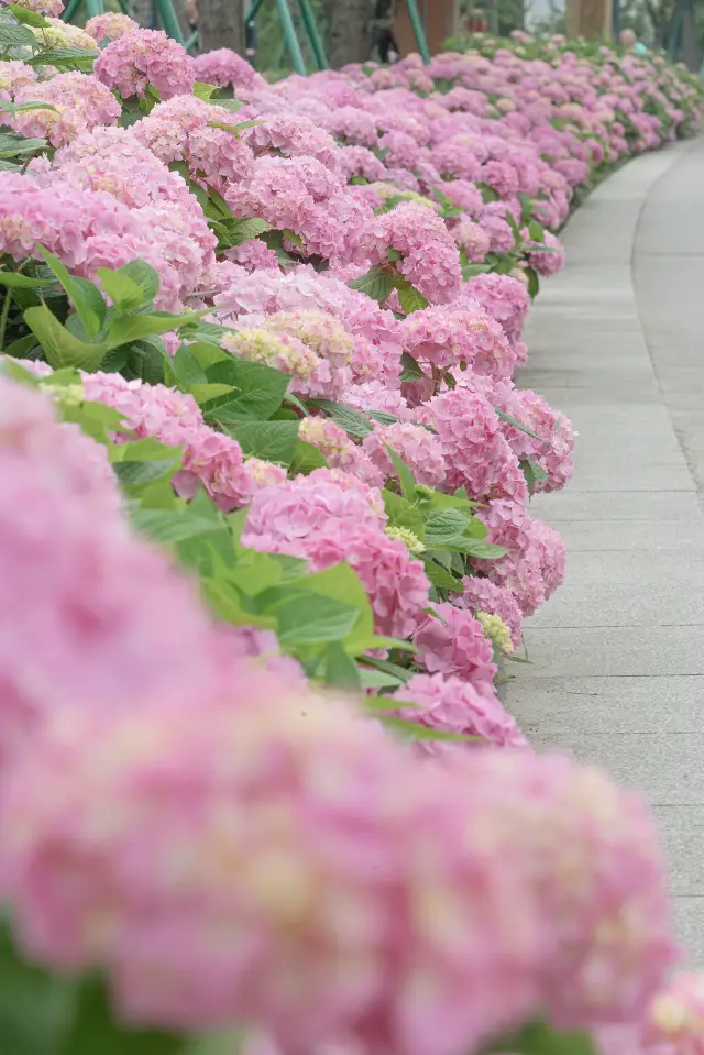 The obscure hydrangea is online, and if you don't go again, it will be crowded