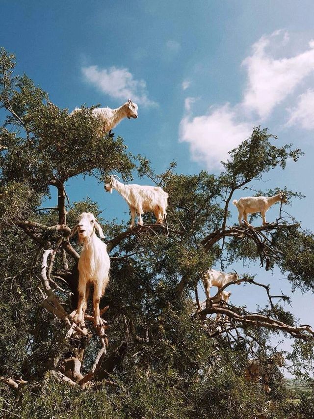 你是否贊成人造的奇觀？摩洛哥羊上樹真假？