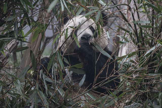 去成都熊貓基地之前，一定要看這篇！