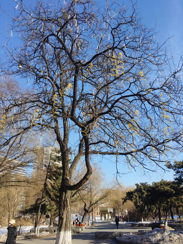 雪後漫步｜有年味的公園