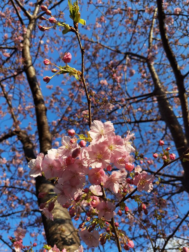 櫻花知識