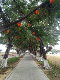 自駕遊廣東，逛廣州市南沙區蒲州花園欣賞美景