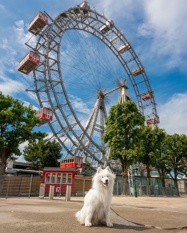 Polar bear in Vienna, Austria 🇦🇹😍 Experience the ultimate coolness as we take you on a journey to Vienna,