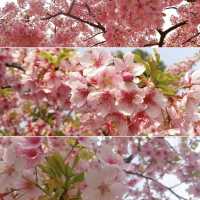 Shanghai Cherry Blossom Season
