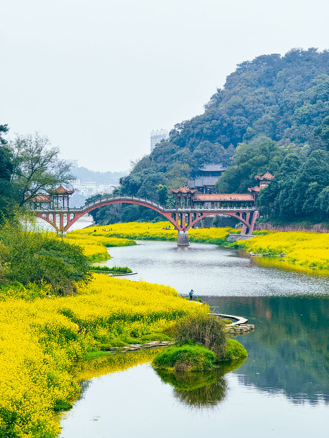 去樂山大佛別忘了，也來看一看烏尤寺的油菜花