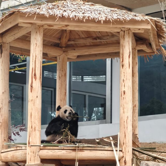 大熊猫新寶藏地--岳陽--顏王頂流