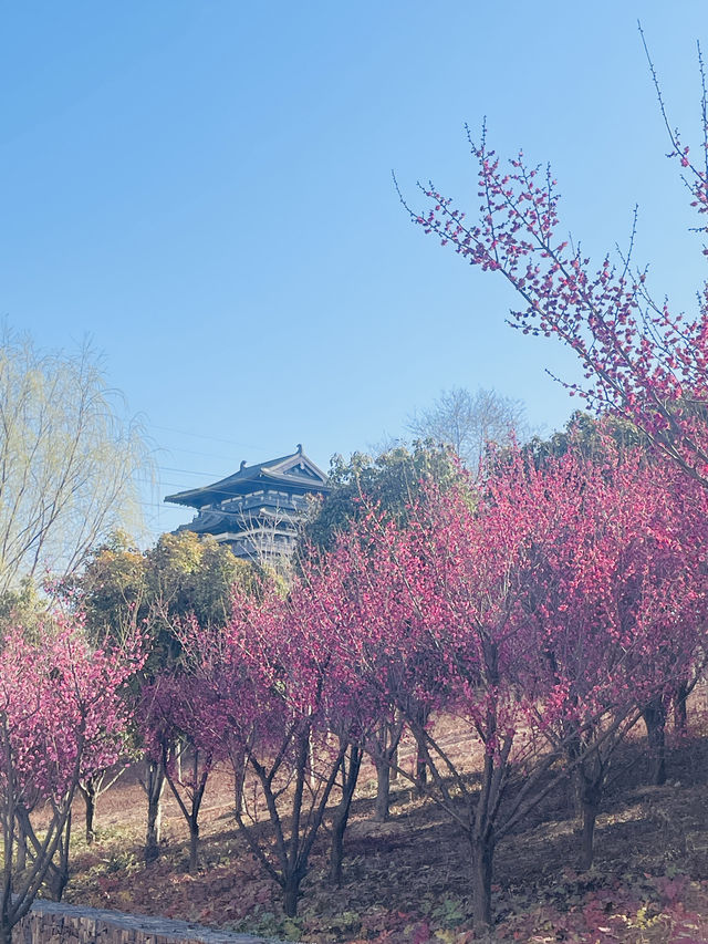 鄭州踏春好時節｜西流湖公園梅花正當時