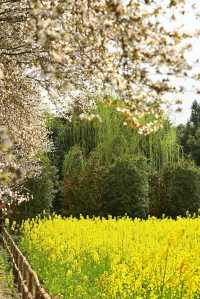 關於春天 || 陽光 微風 油菜花