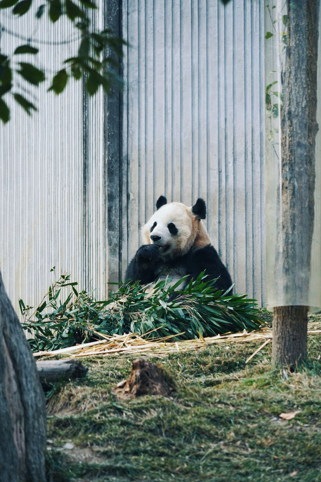 看熊猫，一定要去汶川卧龍大熊猫基地