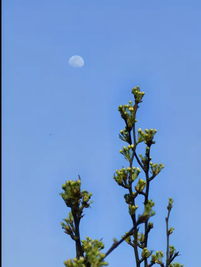 最新の予報によると、無錫太湖植物園はまだ花期には至っていません