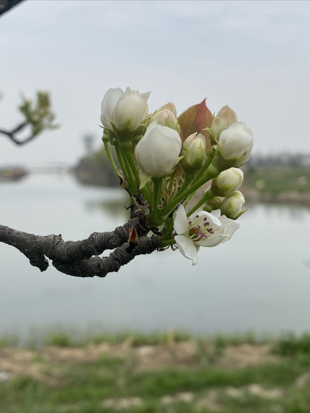 春遊鄉村｜河畔包場拍花