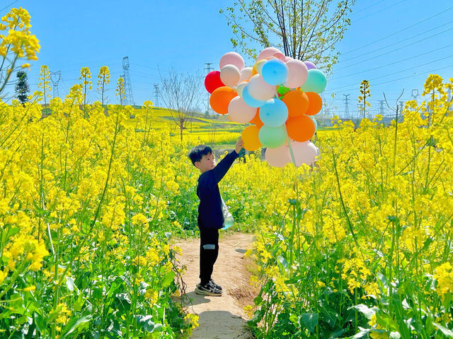 親子一日遊|誰還沒有去洋縣看油菜花海