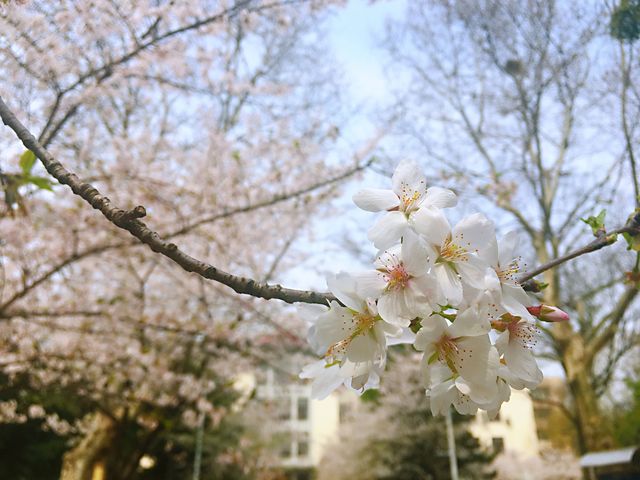 南京春日賞花地圖—南林大櫻花季