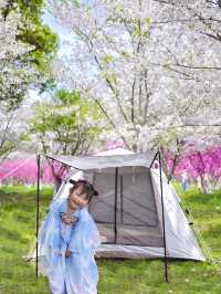 比起杭州，我更愛這片能露營的免費小眾櫻花林