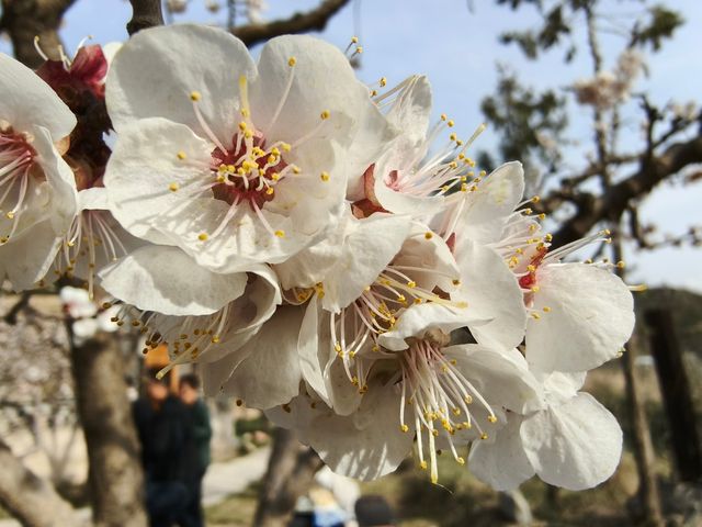 春季3-4月去蘭州周邊賞花