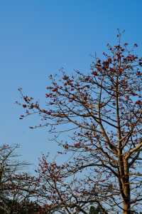 面向大海，春暖花開