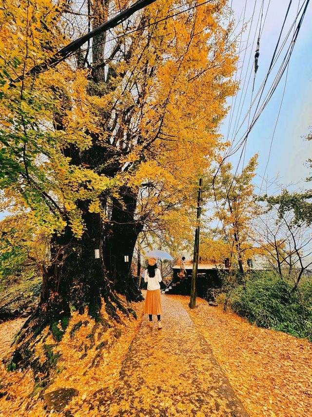 自駕四明山探古村，別錯過字豐村千年銀杏