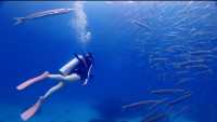 探秘皇帝島（普吉島）潛水：沉醉於海底的奇幻世界