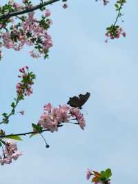 春日賞花記：鴻思寺公園