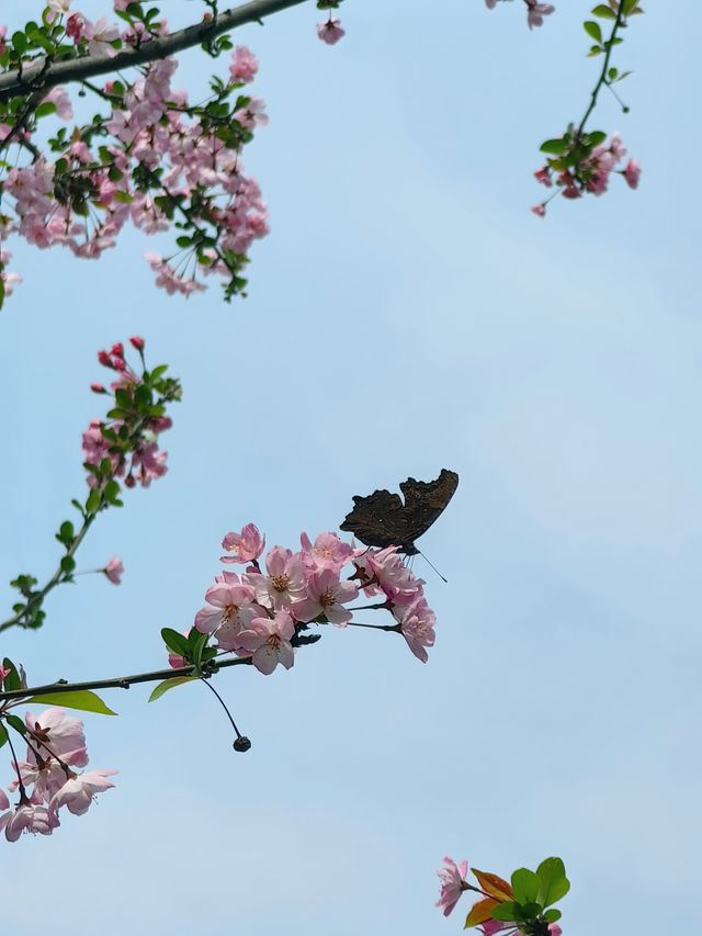 春日賞花記：鴻思寺公園