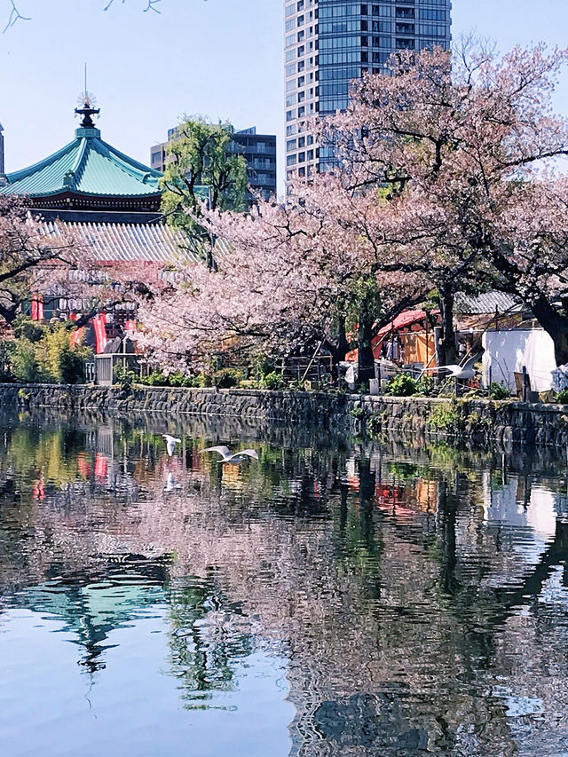 文化森林 | 春日無限浪漫ノ櫻花上野