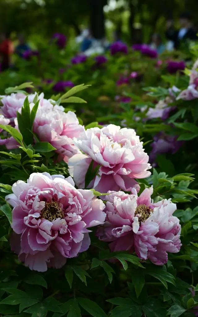 How can we let this spring pass without appreciating the peonies in the divine capital