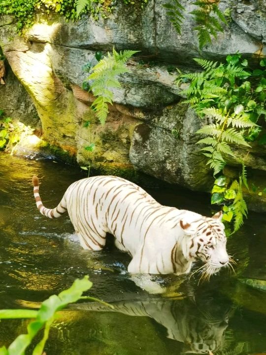 Real Time Fun at River Wonders Singapore🇸🇬