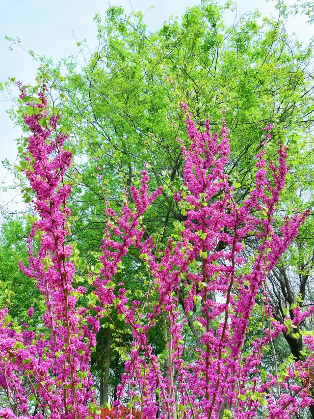 合肥植物園、あなたが楽しんだのは本当に素晴らしいですね（花見ガイド付き）