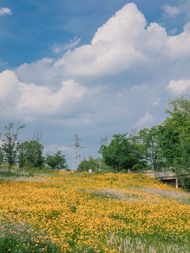 騎行尋寶！成都玉石濕地公園，邂逅超大規模花海