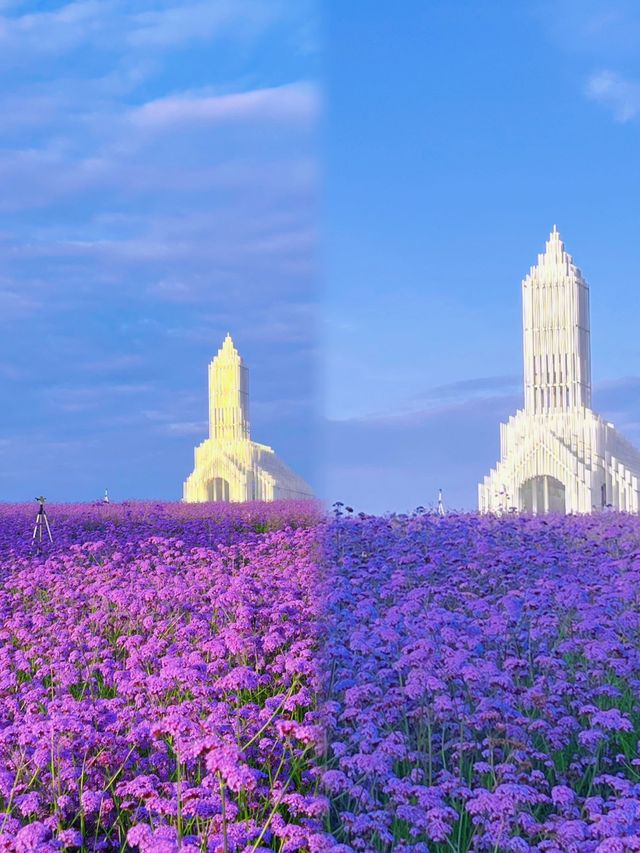 「成都版普羅旺斯」夢幻紫花海圓你公主夢