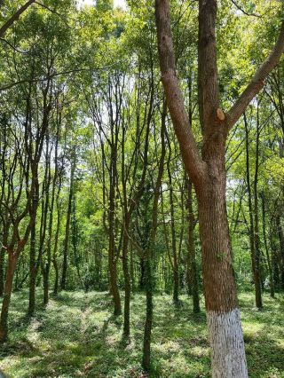 大口國家森林公園探險全攻略！