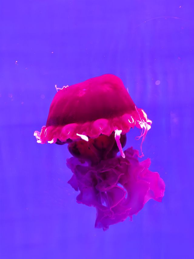 湘湖旁邊隱藏著的海洋館
